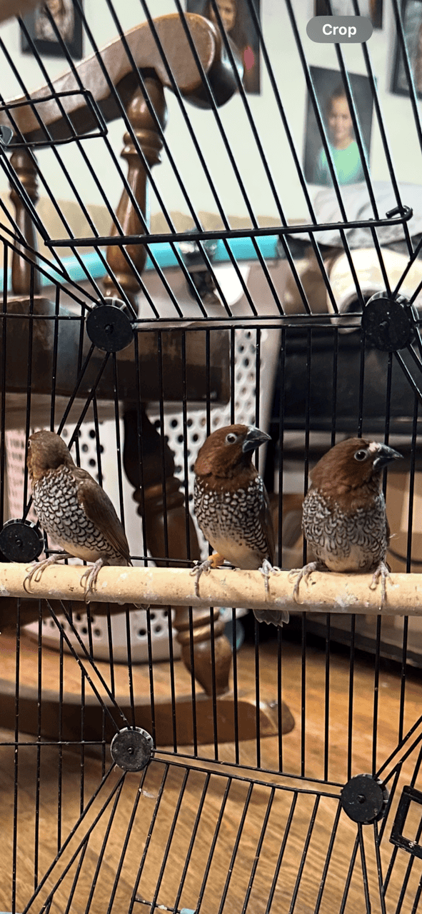 Golden Finches image 2