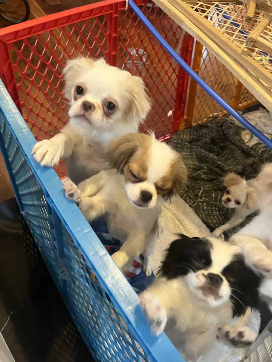 Japanese chin puppies ready 11/22/25 image 6