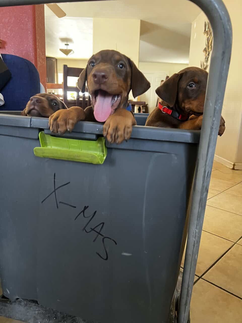 European Doberman puppies image 4