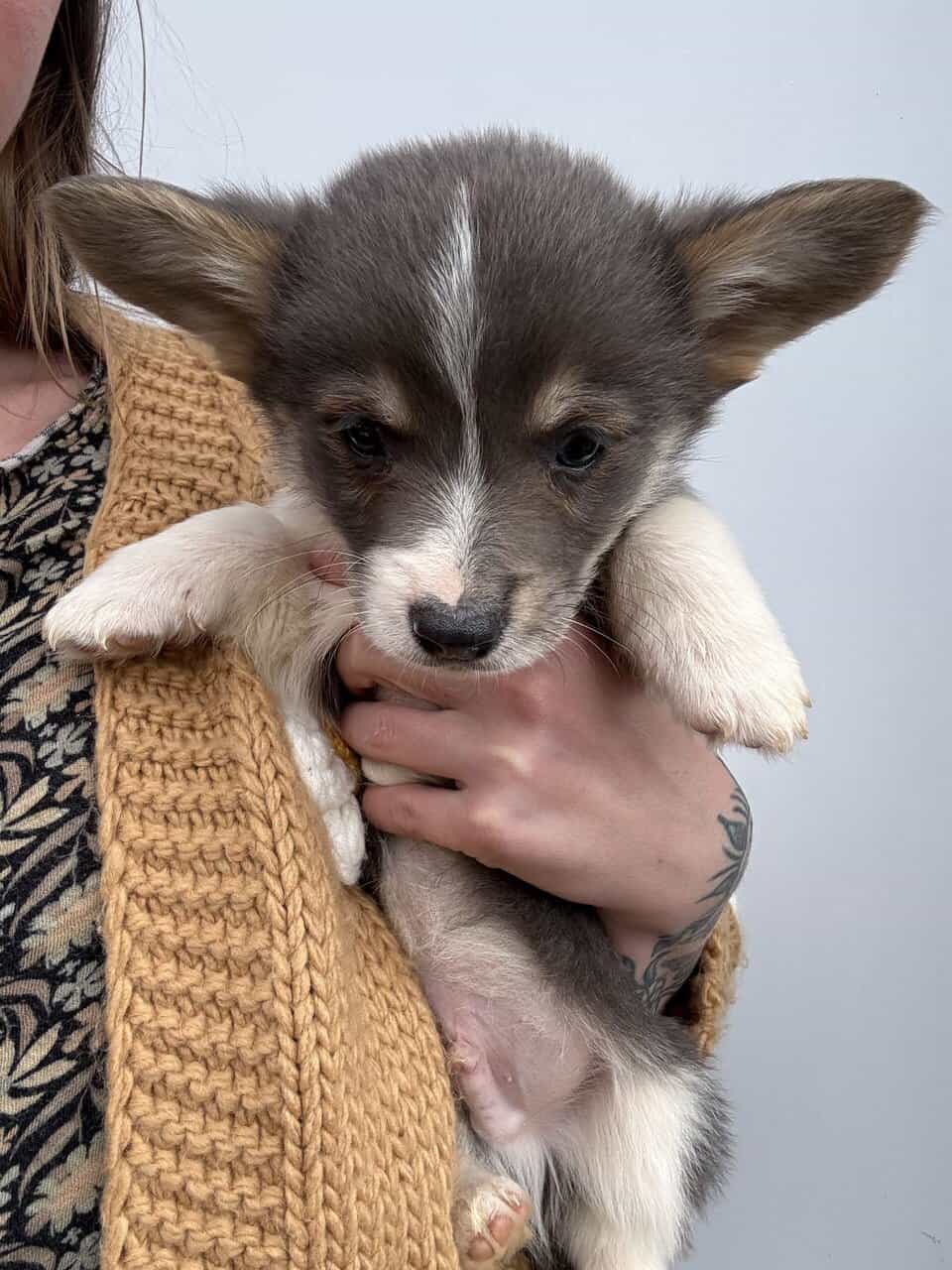 Male Pembroke Welsh Corgis image 5