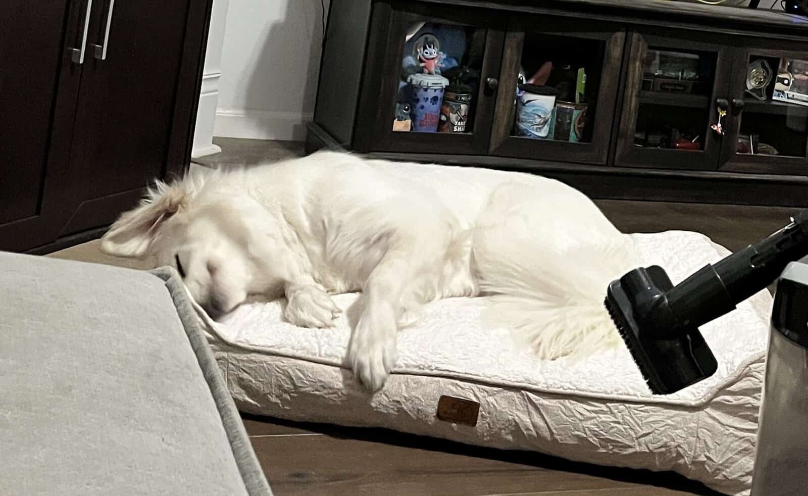 Pyrenees for Adoption! image 5