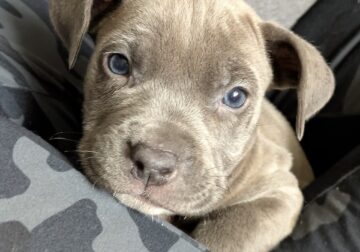 Pitbull puppies 1 girl 2 boys