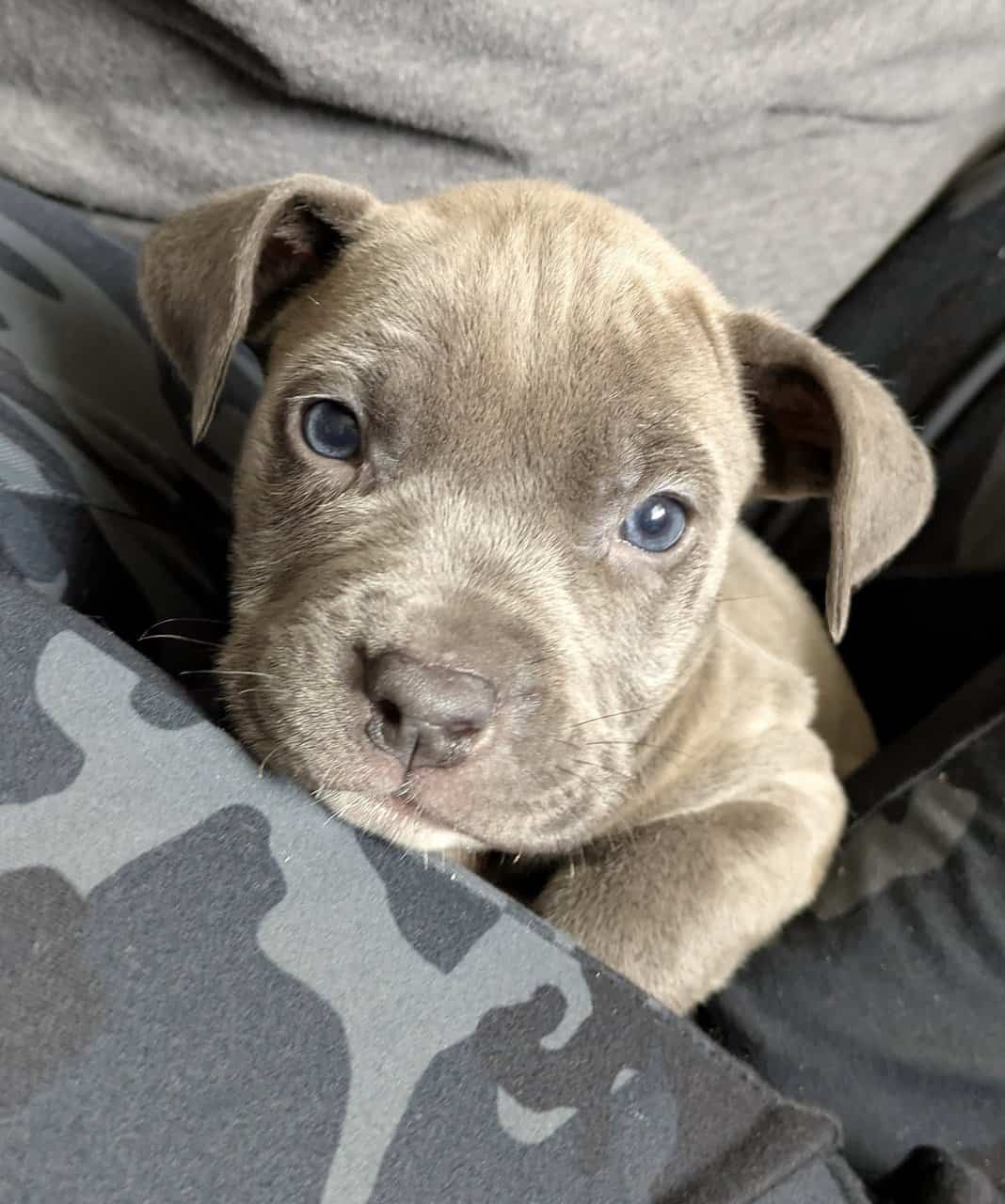 Pitbull puppies 1 girl 2 boys image 1