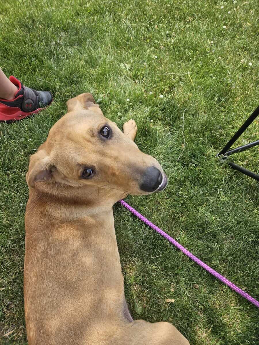 Rehoming a Beautiful Black Mouth Cur image 4