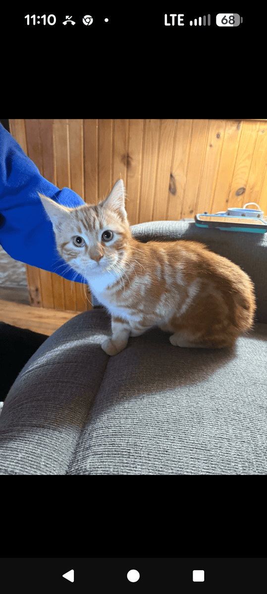 Sullivan County, Dushore PA Free Kittens image 2
