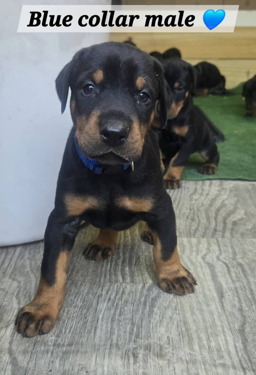 AKC Registered European Doberman image 5