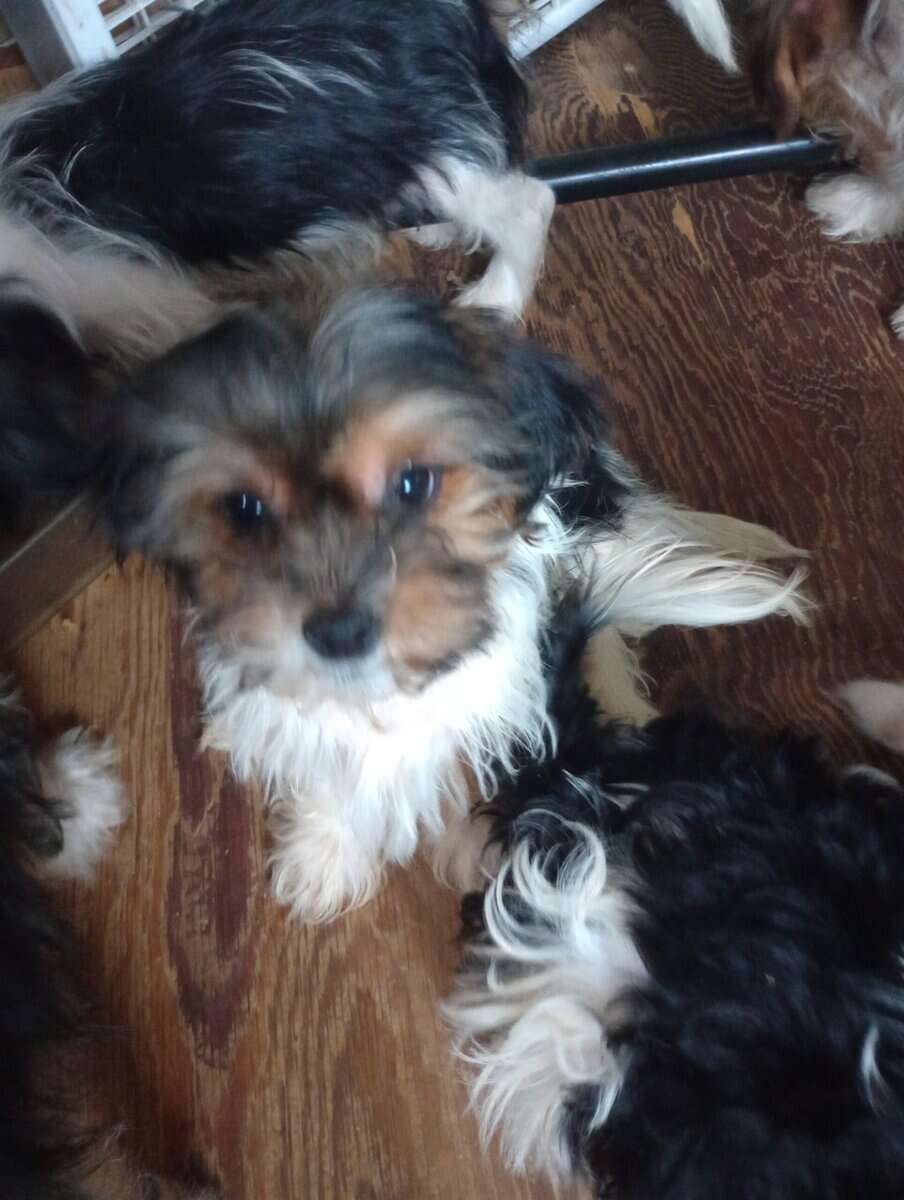 Shorkie puppies image 1
