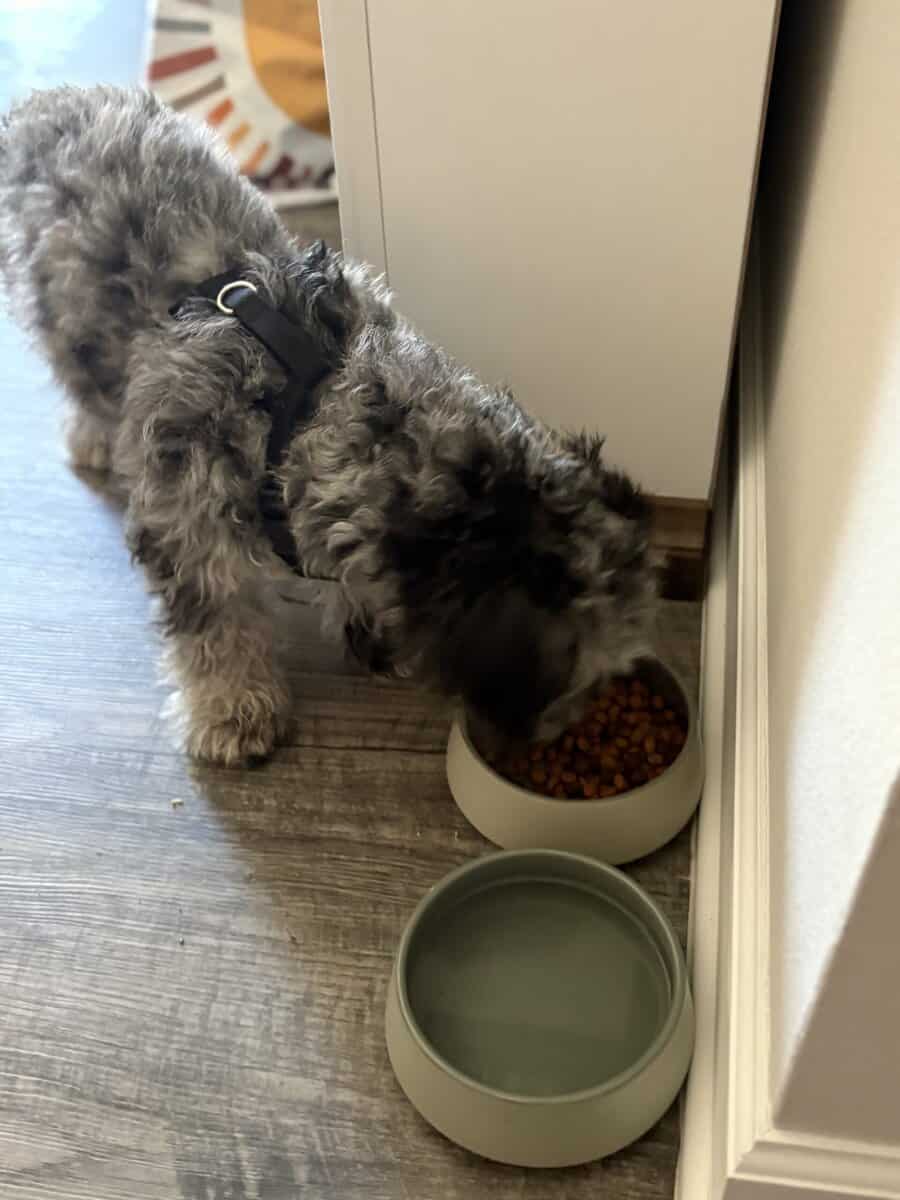Miniature sheepadoodle image 5