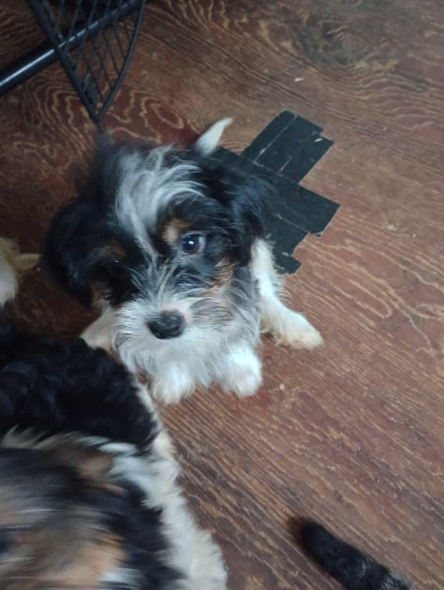 Shorkie puppies image 4