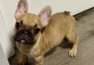 Male French bulldog