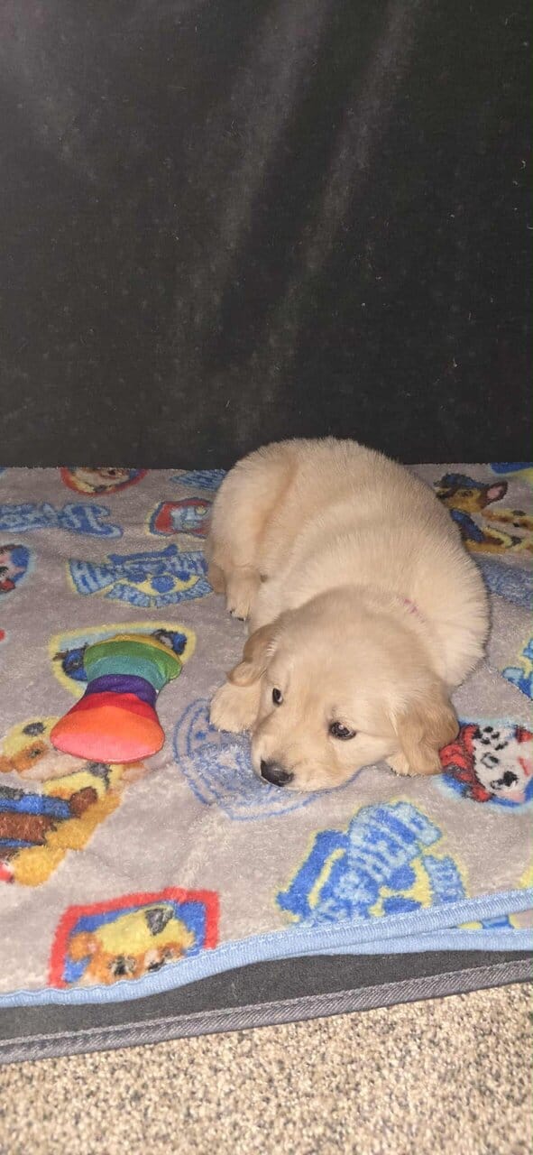 Golden Retrievers purebred puppies image 4