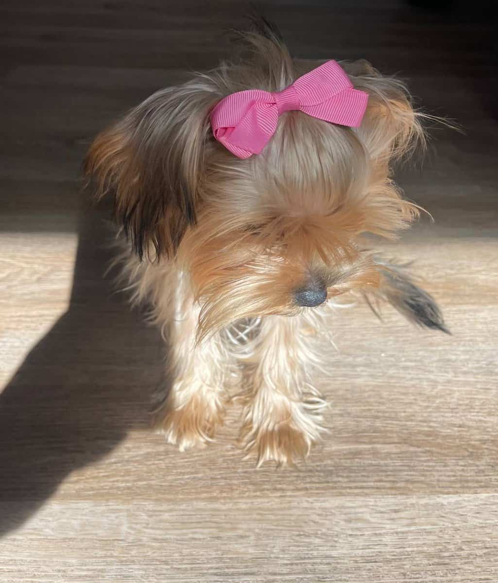 Merle Yorkies image 2