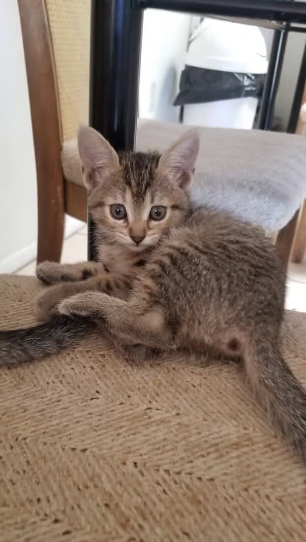 Kittens for sale! image 1