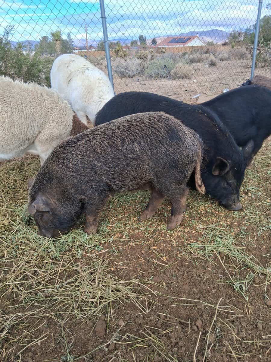 Pigs 9 month old image 2