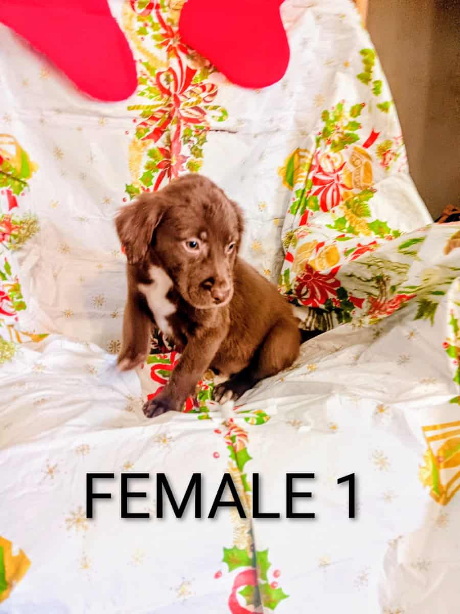 Doberman/staffordshire terrior image 5