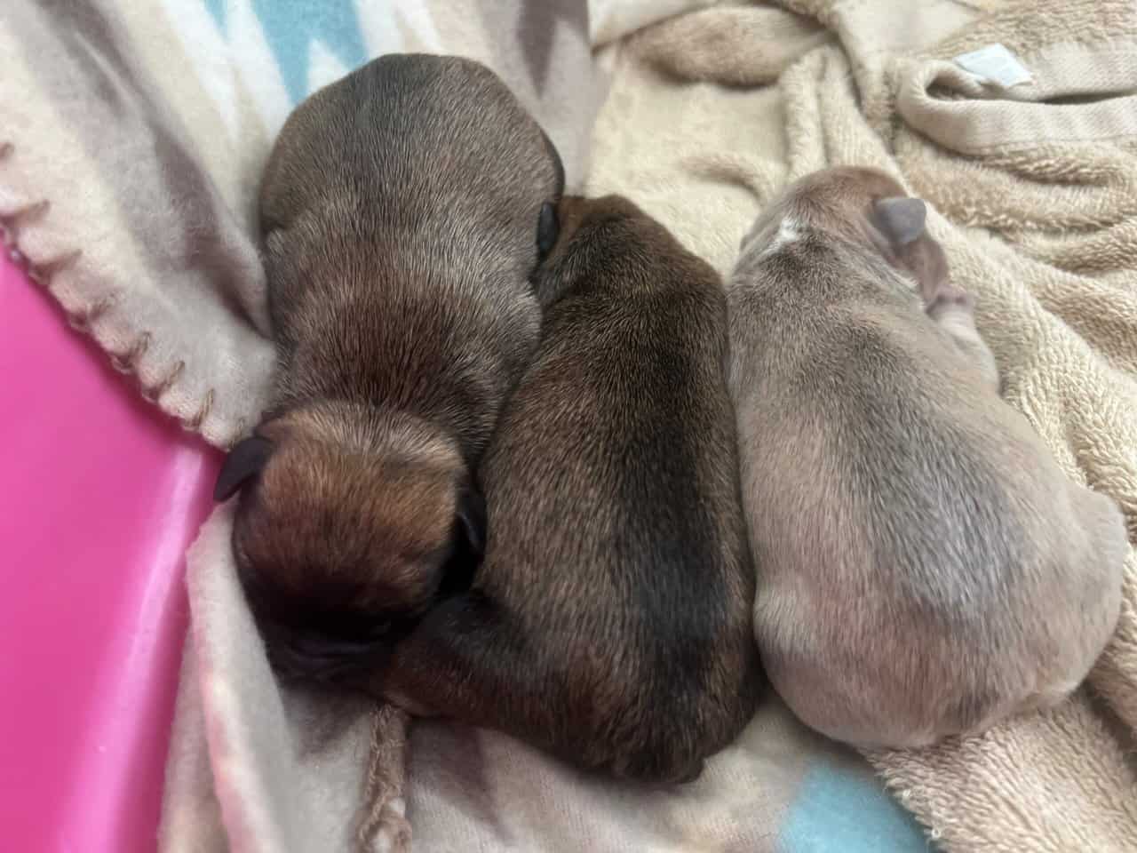 French Bulldog Puppies image 4