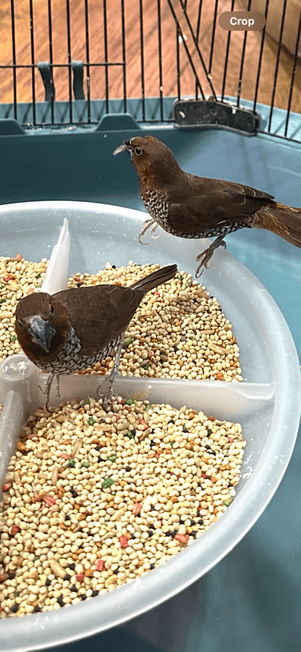 Golden Finches image 1
