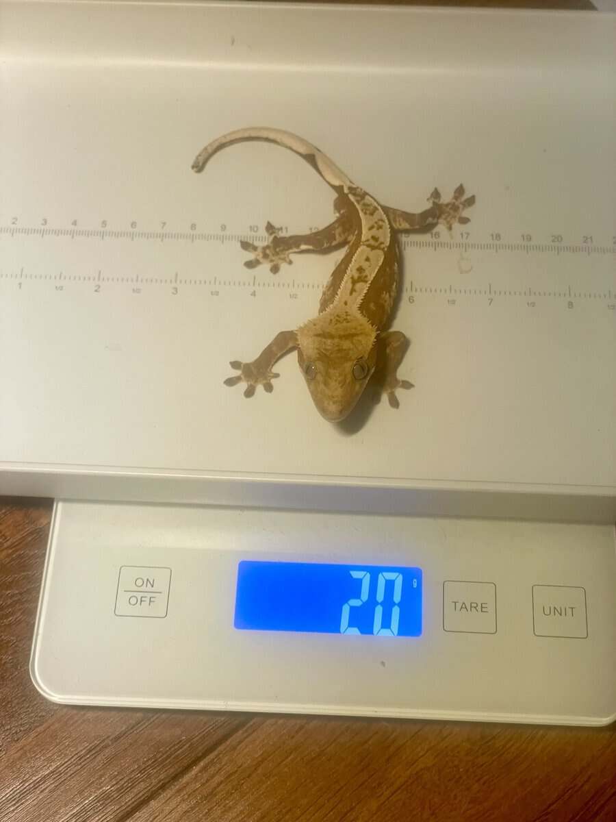 Crested Gecko male 20g image 4