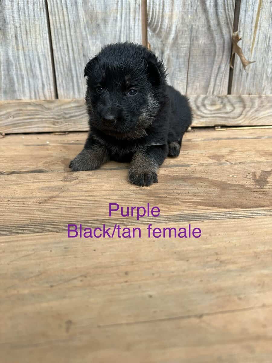 Still available - Purebred German Shepherd Puppies image 4