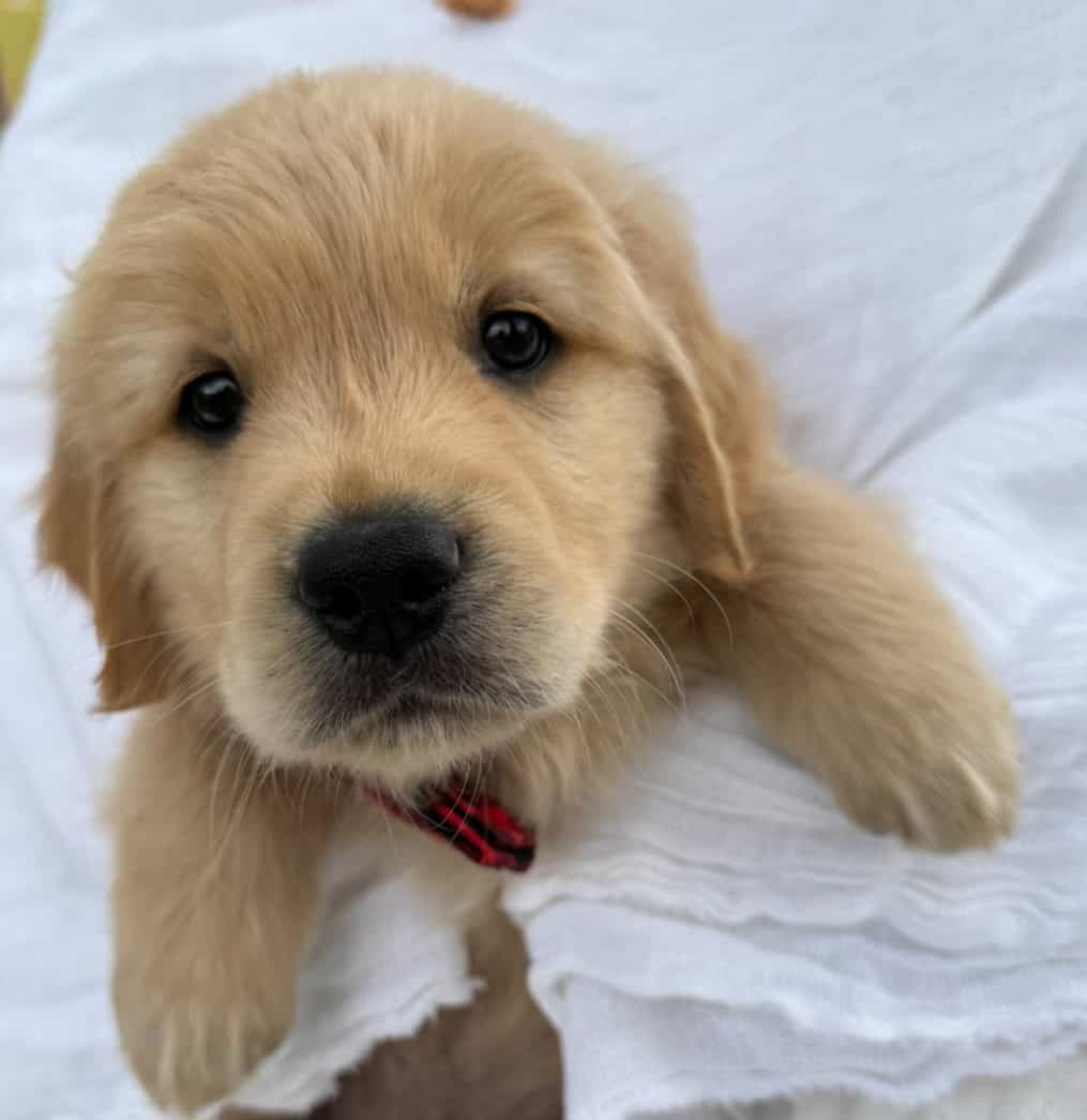 Golden Retriever Puppies image 1