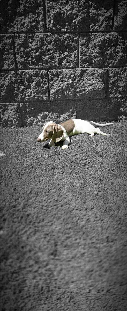 Miniature dachshunds pet puppy - $2,500 image 4