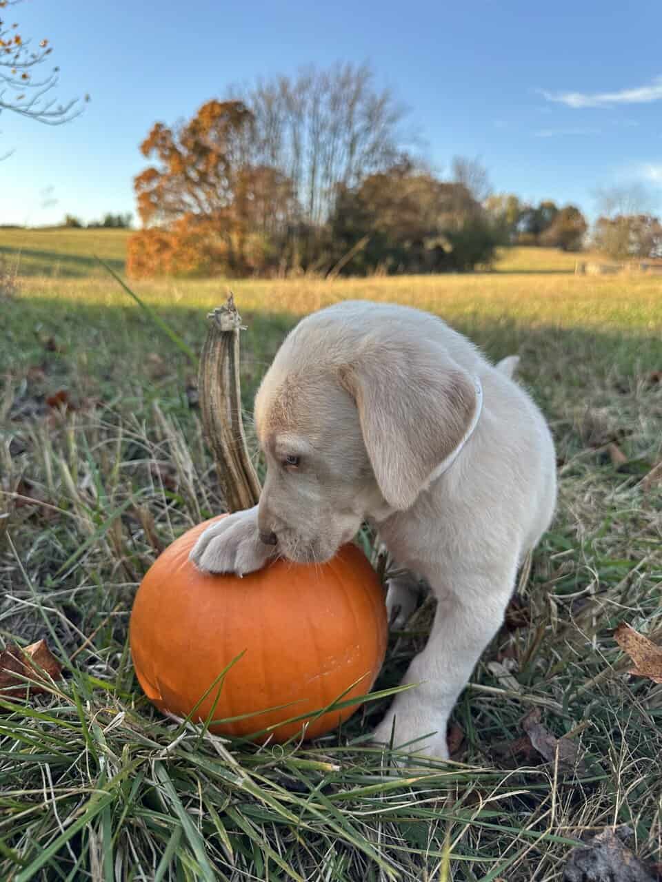 Yellow Lab Puppies image 6