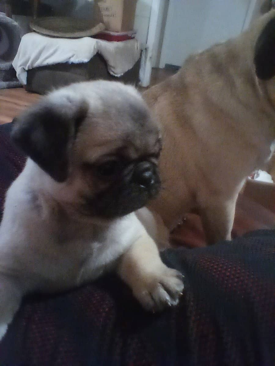 Pug Puppies image 1