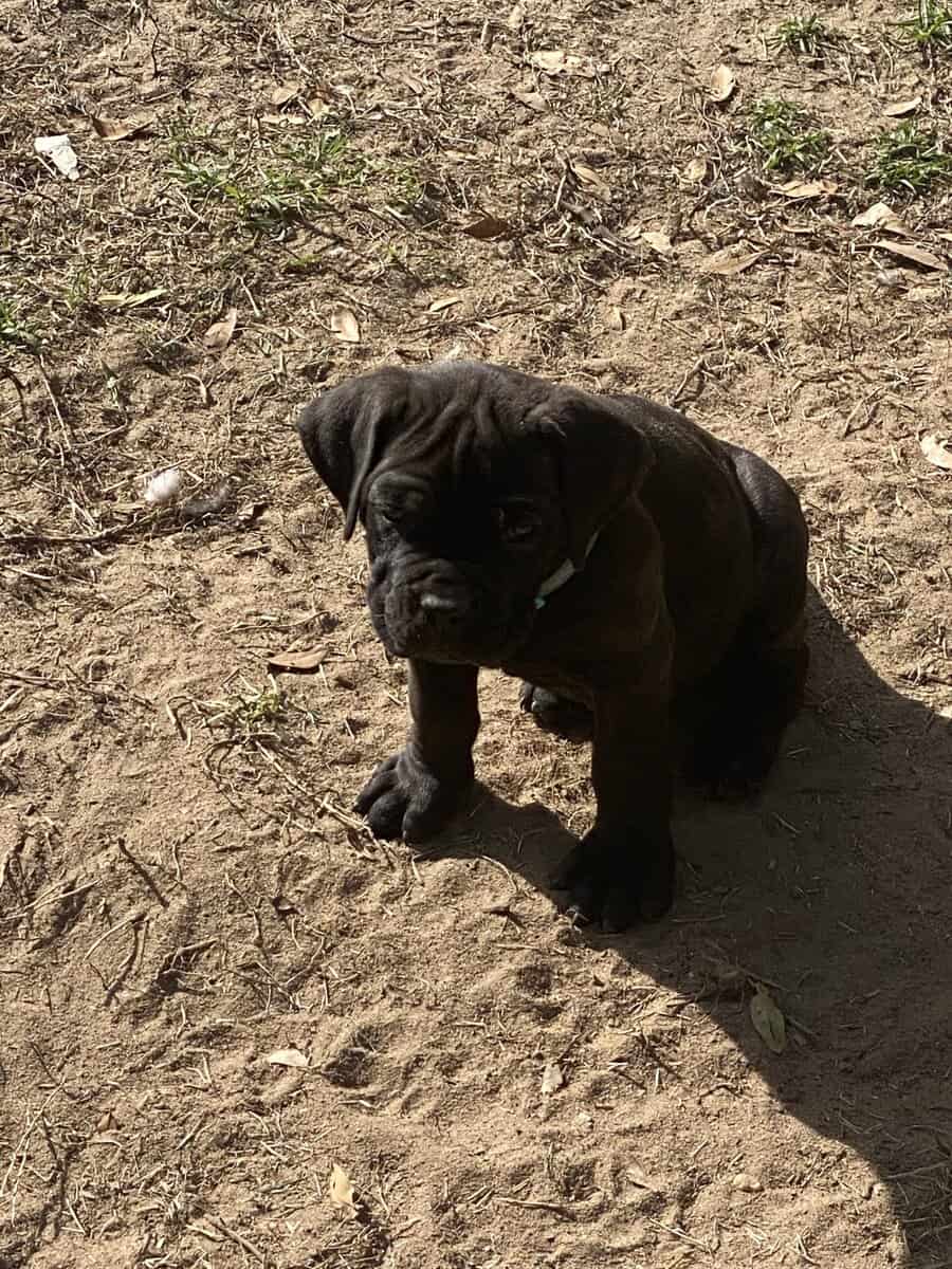 Cane Corso Puppies image 12