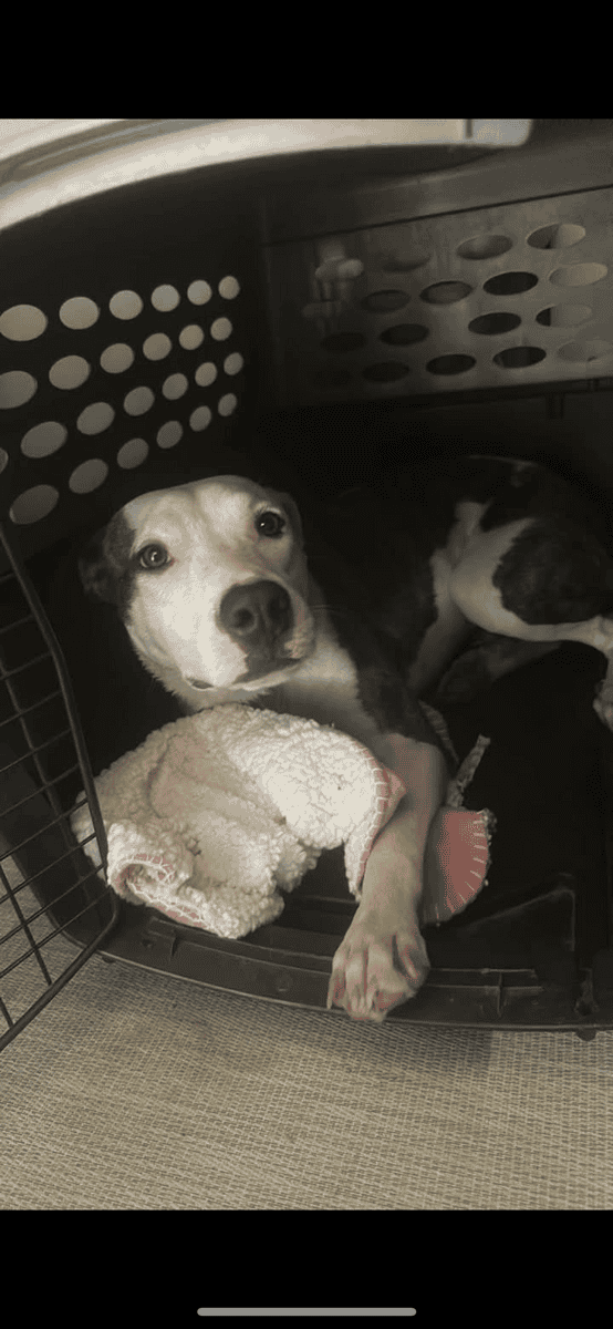 Adopt Remi!! image 1