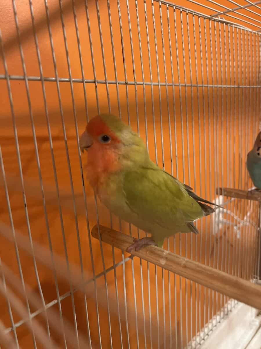 Lovebird image 3
