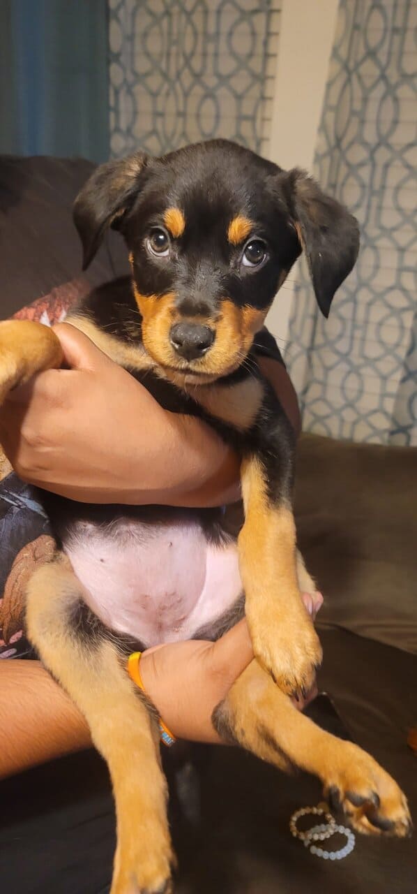 Puppies For Sale image 2