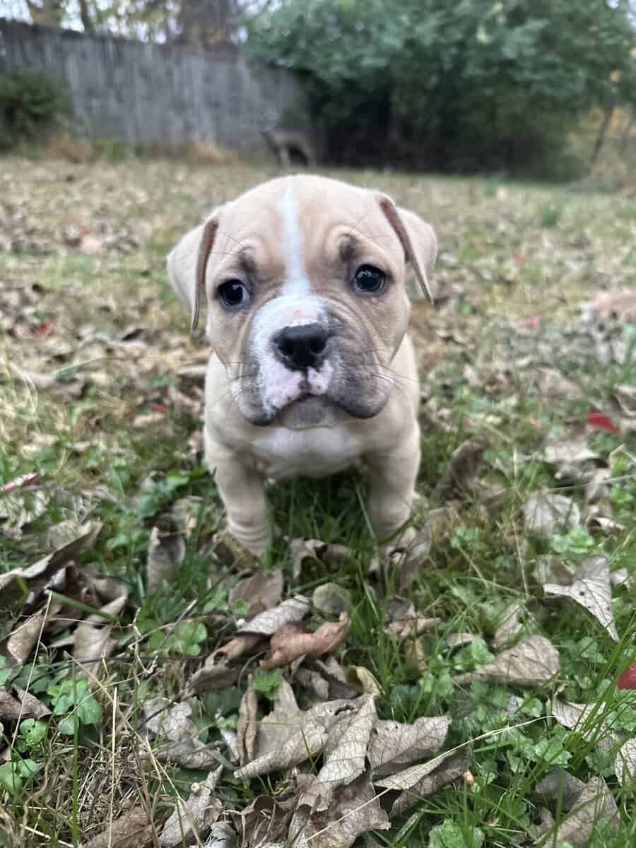 Thor (Champion Bloodline) image 9