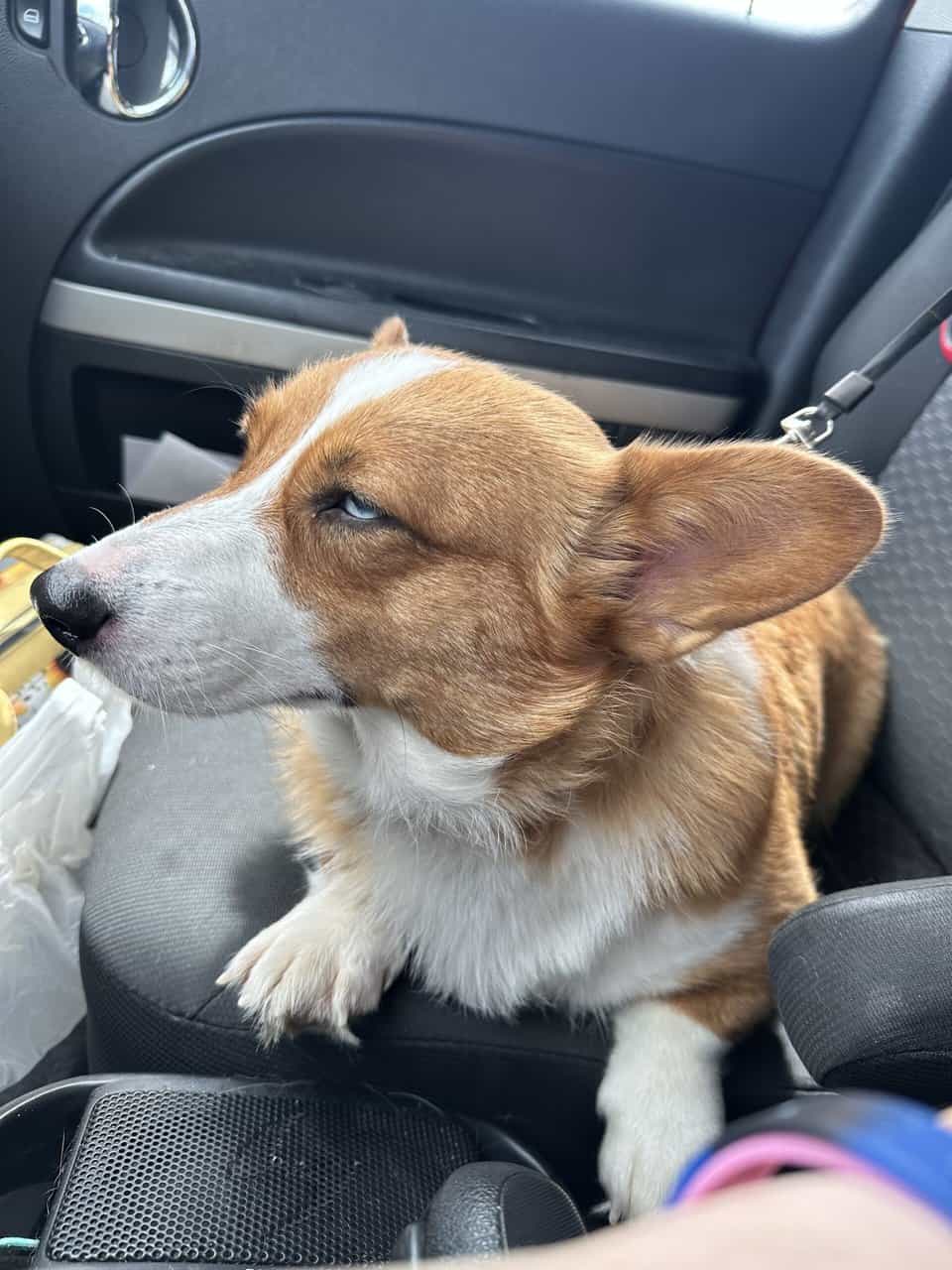 Corgi image 3