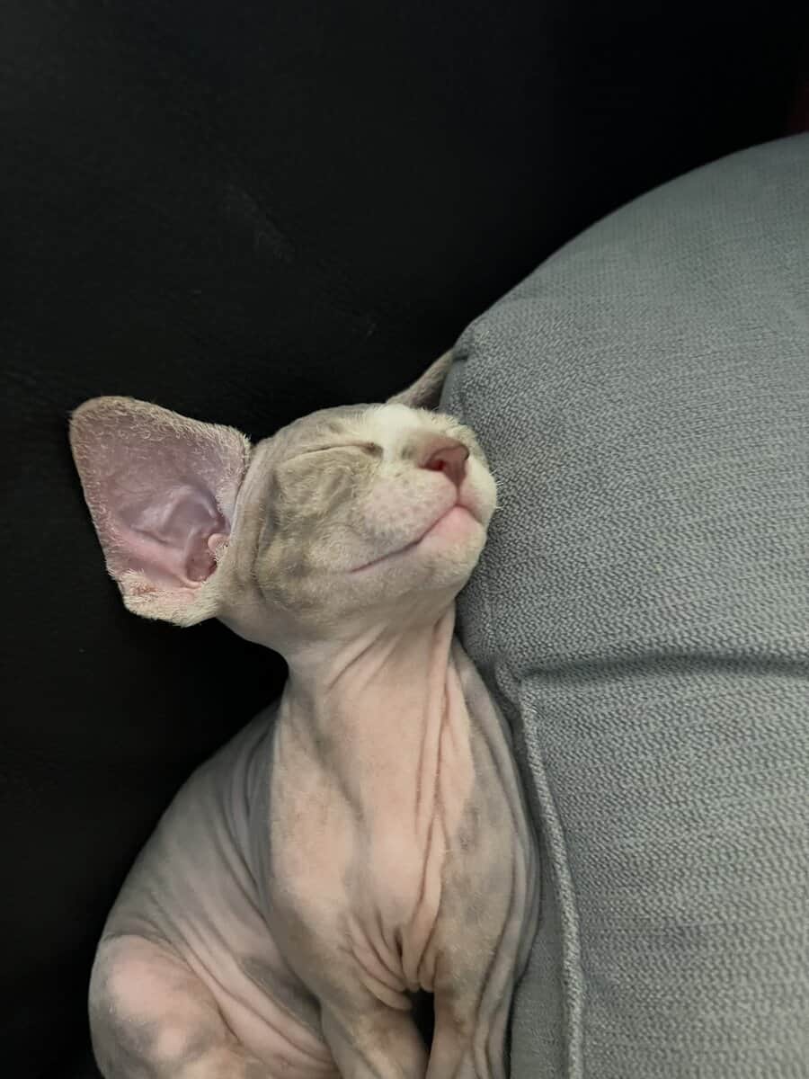 Sphinx Kitten Emergency Sale image 3