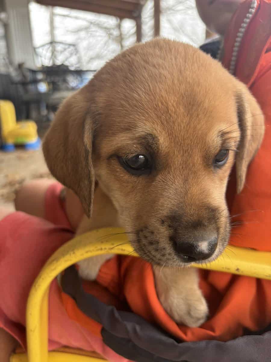 Great Pyrenees x Hound Mix Puppies image 5