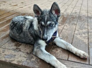 Young Husky mix for sale