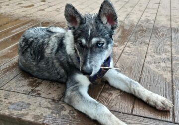 Young Husky mix for sale