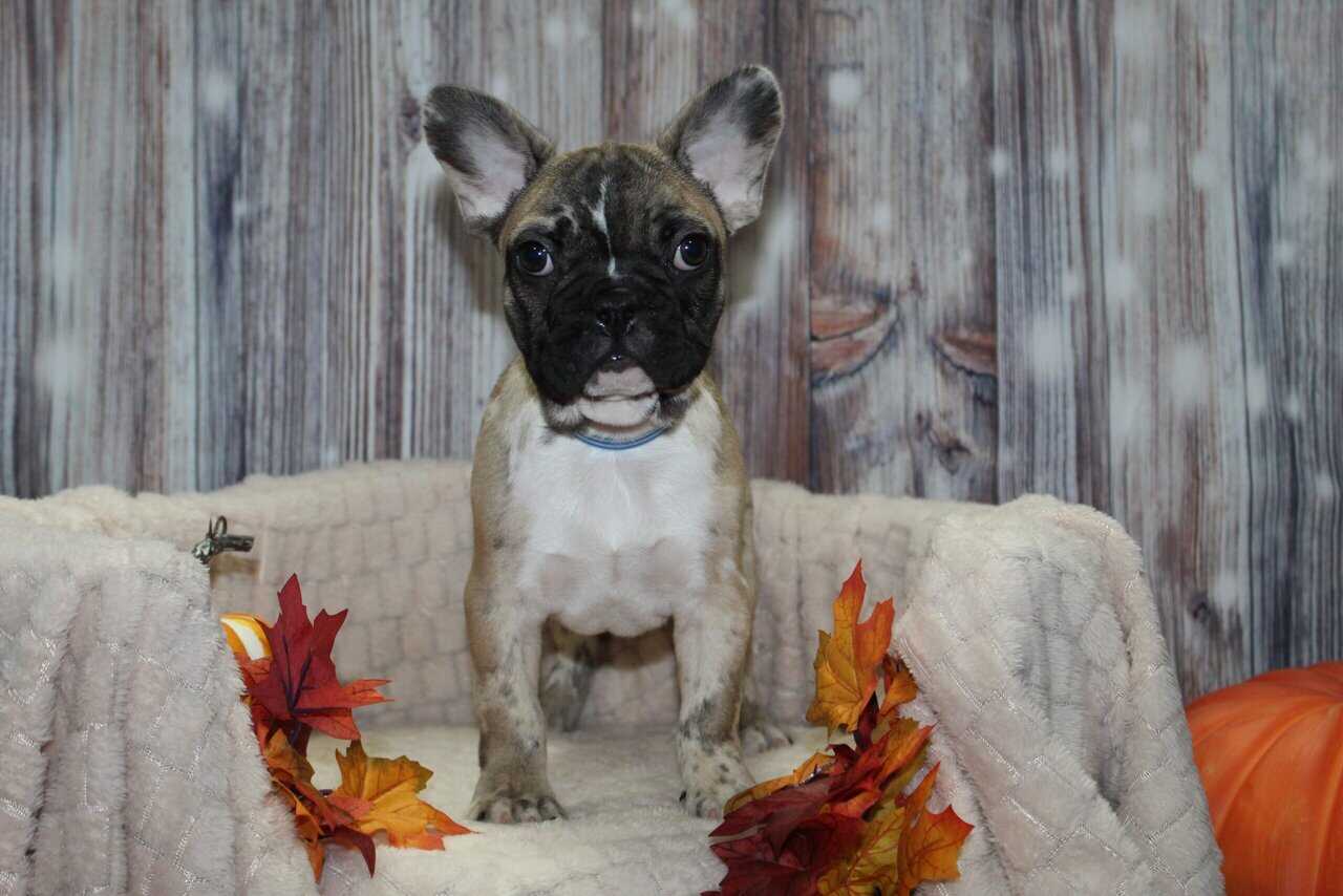 French Bulldog Puppies image 1