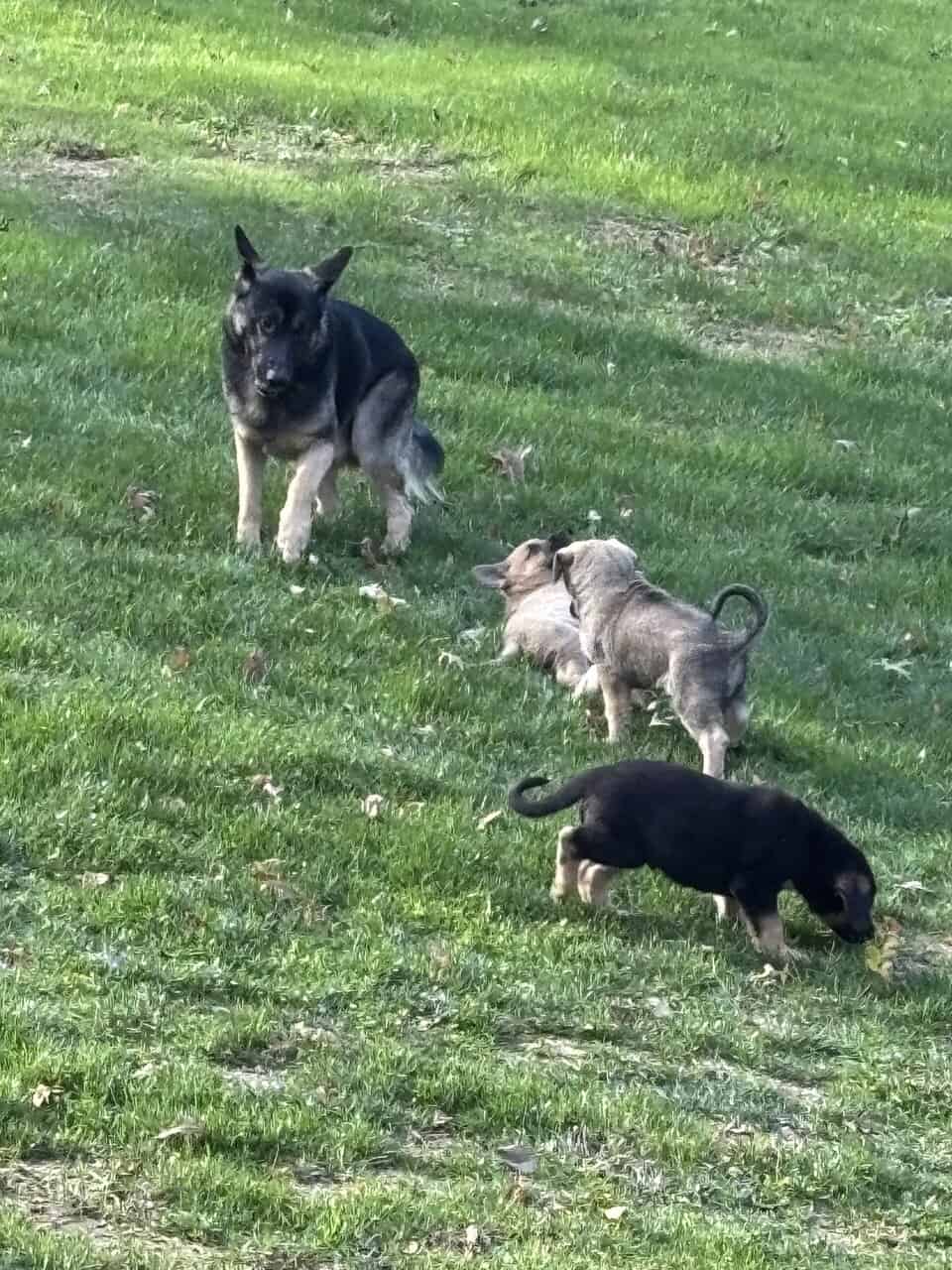 German Shepherd Rottweiler Great Pyrenees Pups 8w image 9