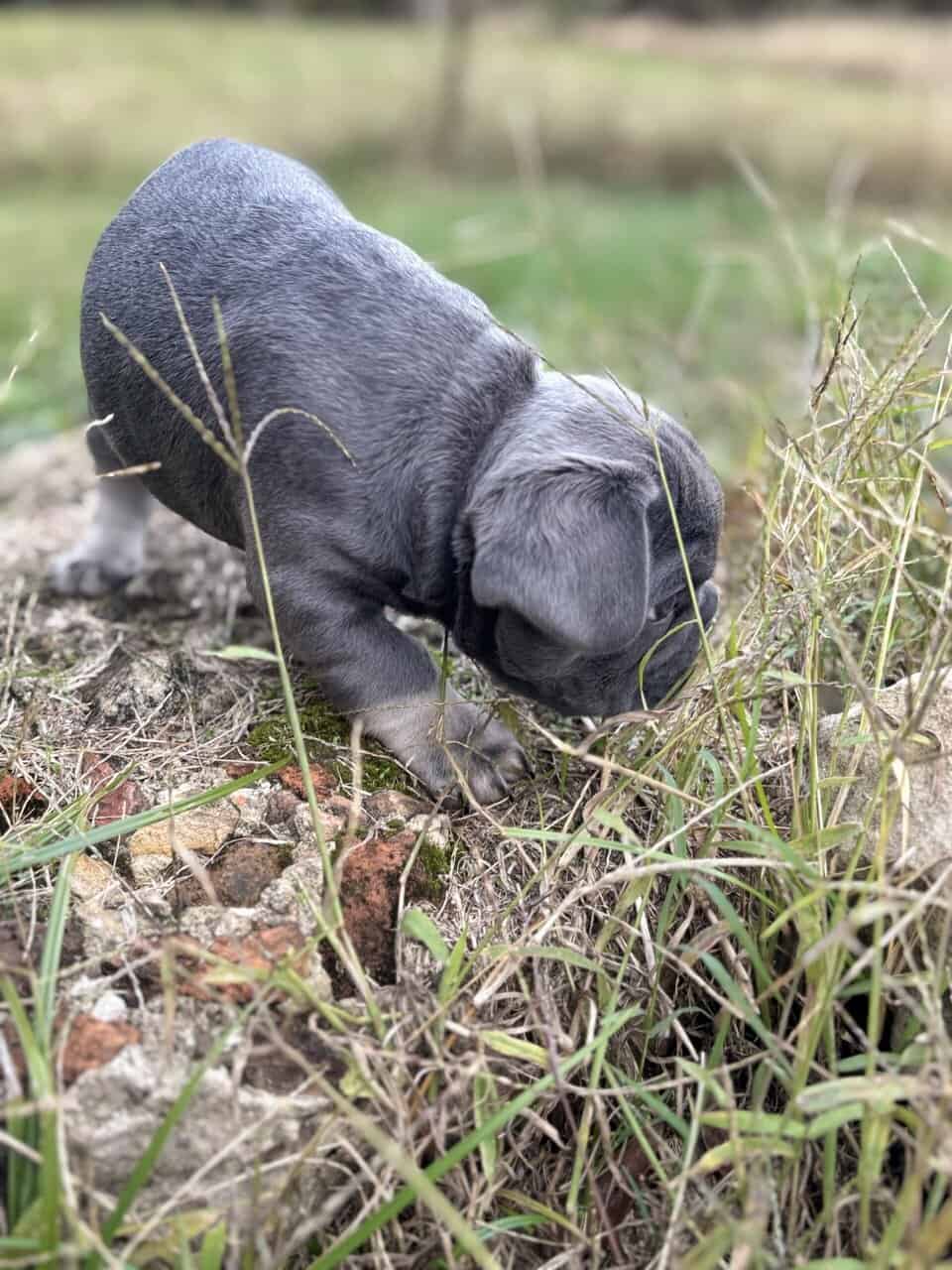 Akc French Bulldog (best pricing !) image 3