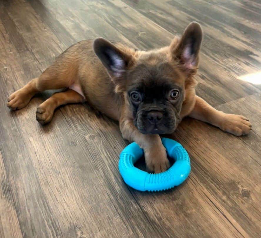 Fluffy French Bulldog Puppy image 2