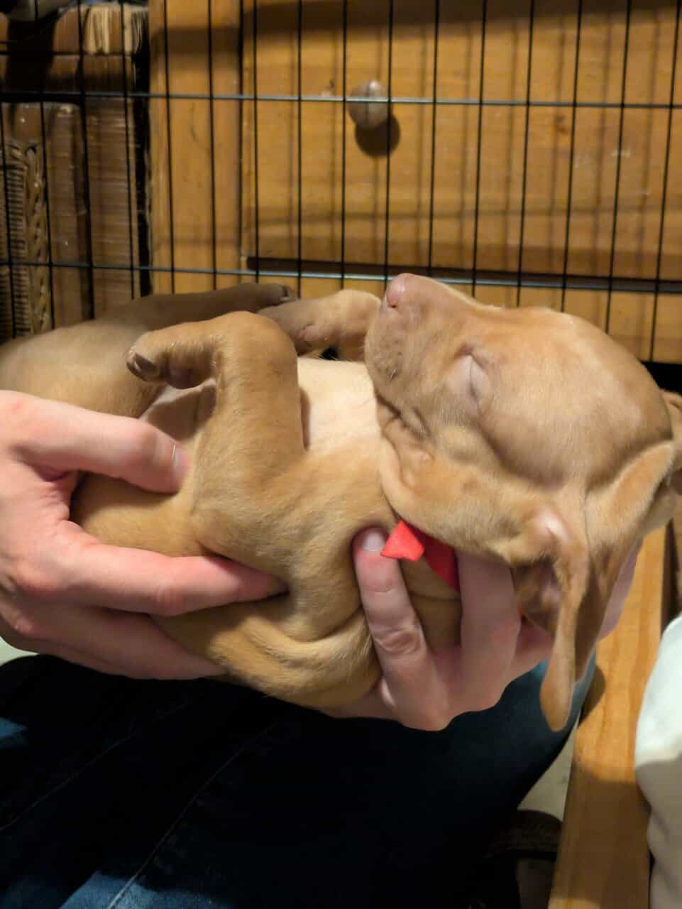 Vizsla Puppies image 2