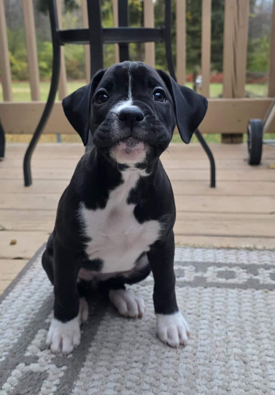 Boxer Puppies image 3