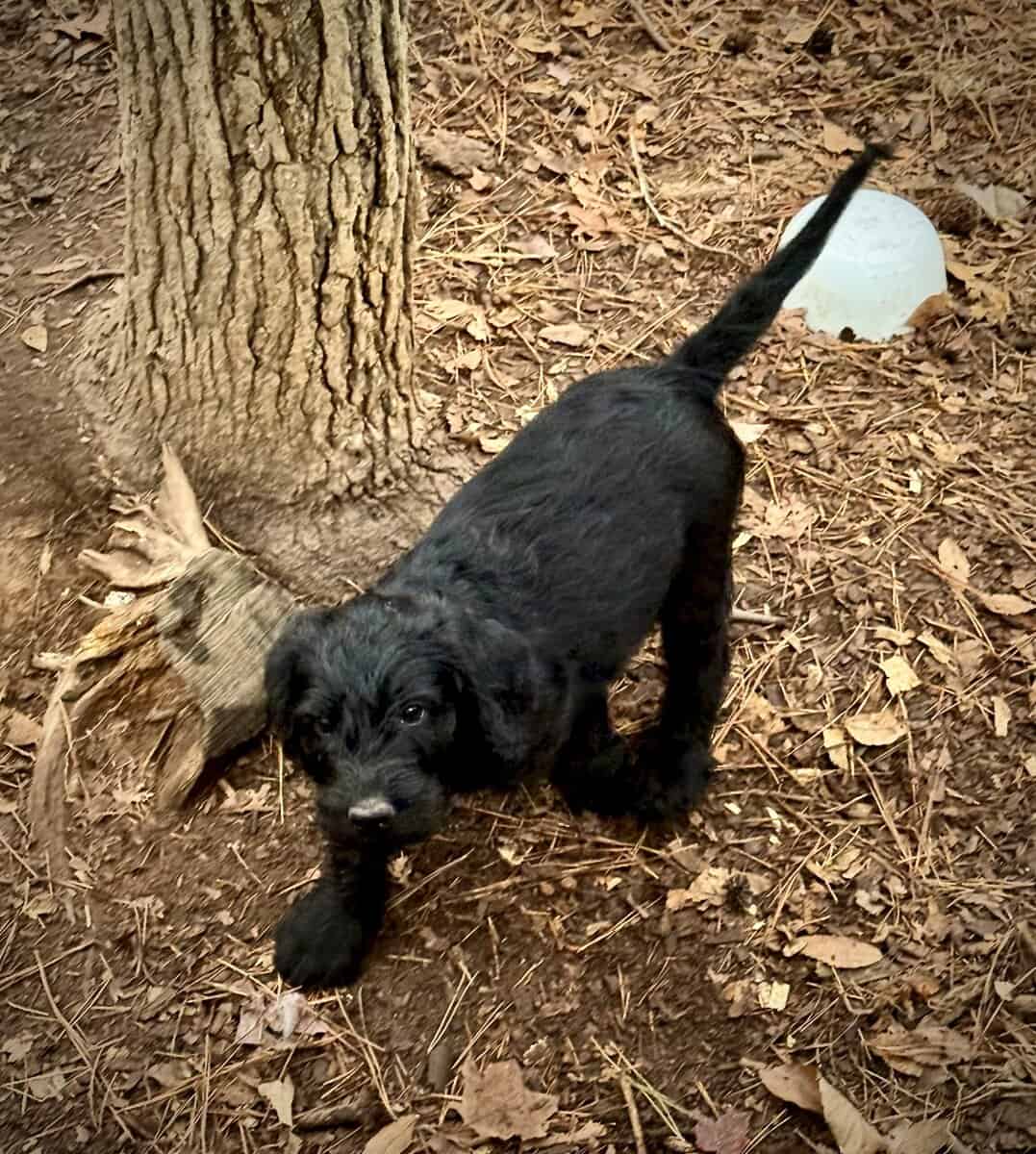 ONE LEFT: Adorable Goldendoodle/Labbe puppies image 6