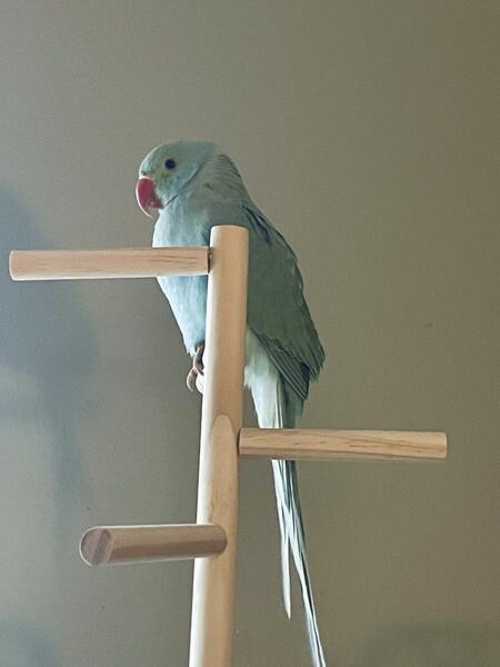 Indian Ringneck Parakeets image 5