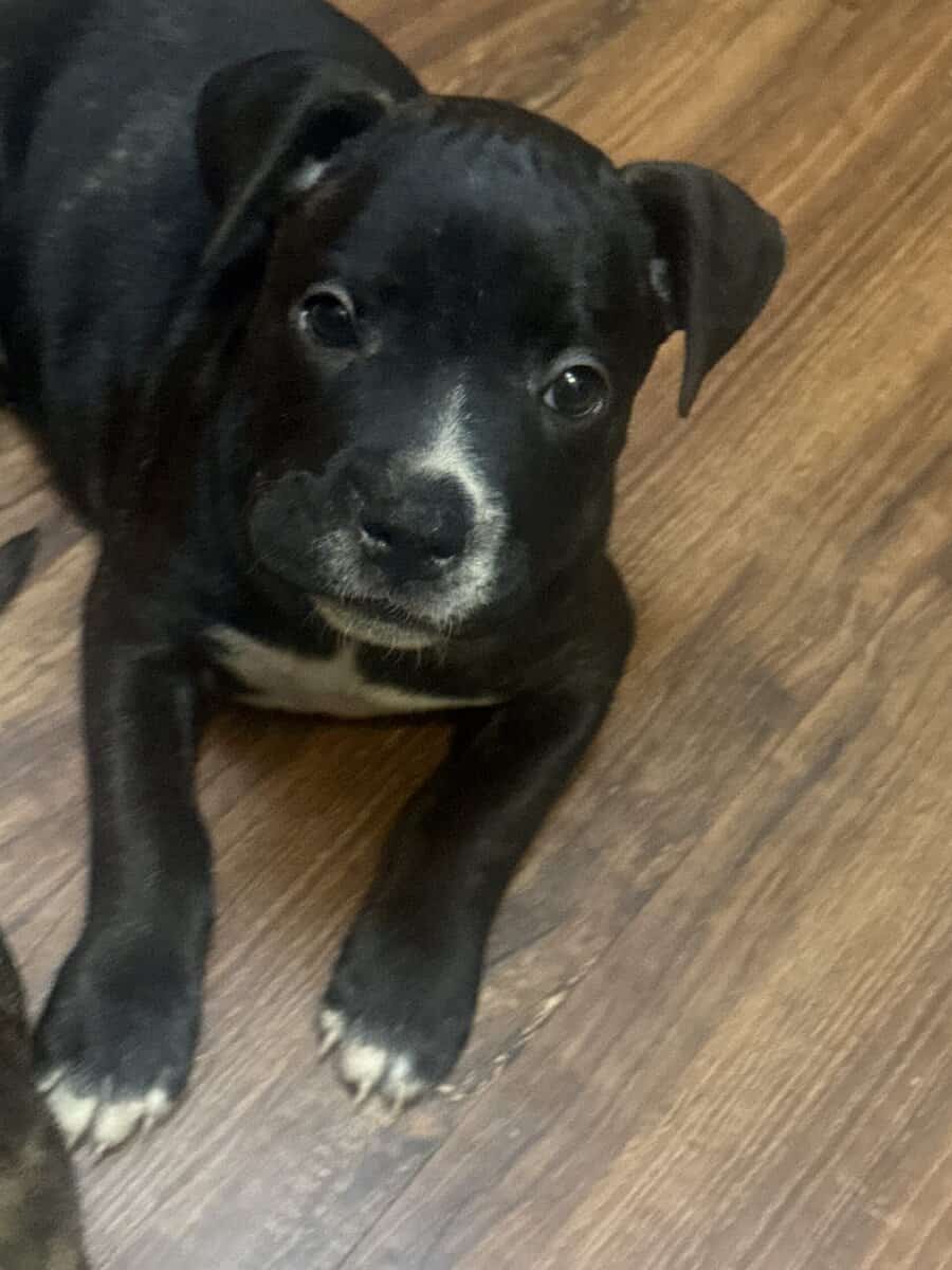 Pitbull Puppies image 14