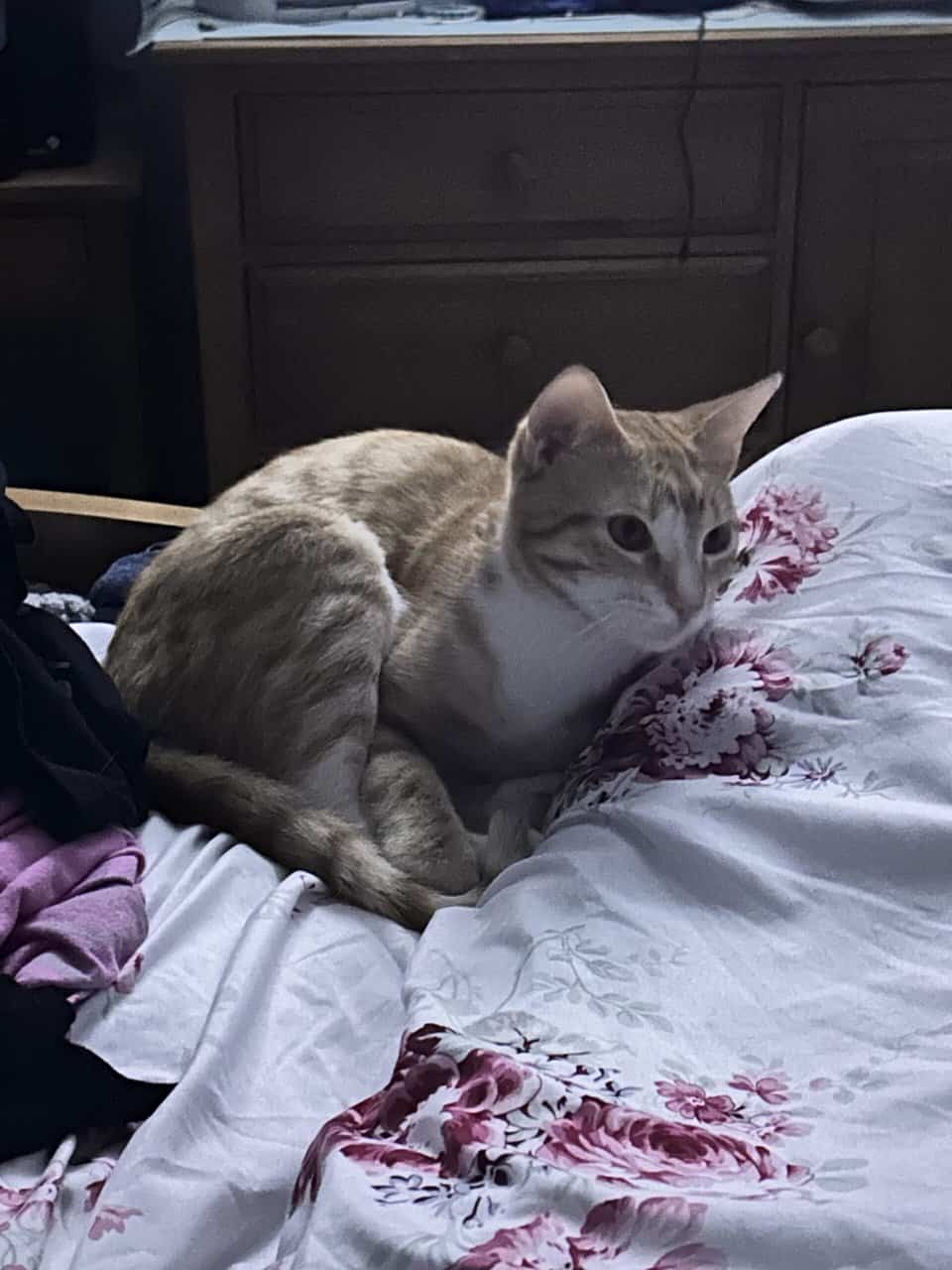 Orange Tabby for Rehoming image 2