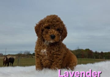 Akc red mini poodle female puppy