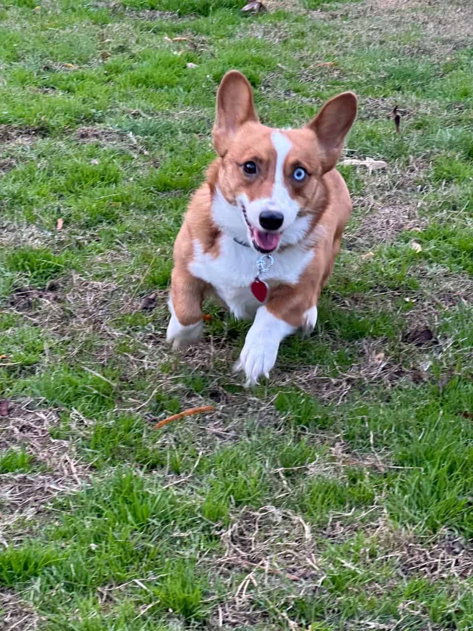 Corgi image 5