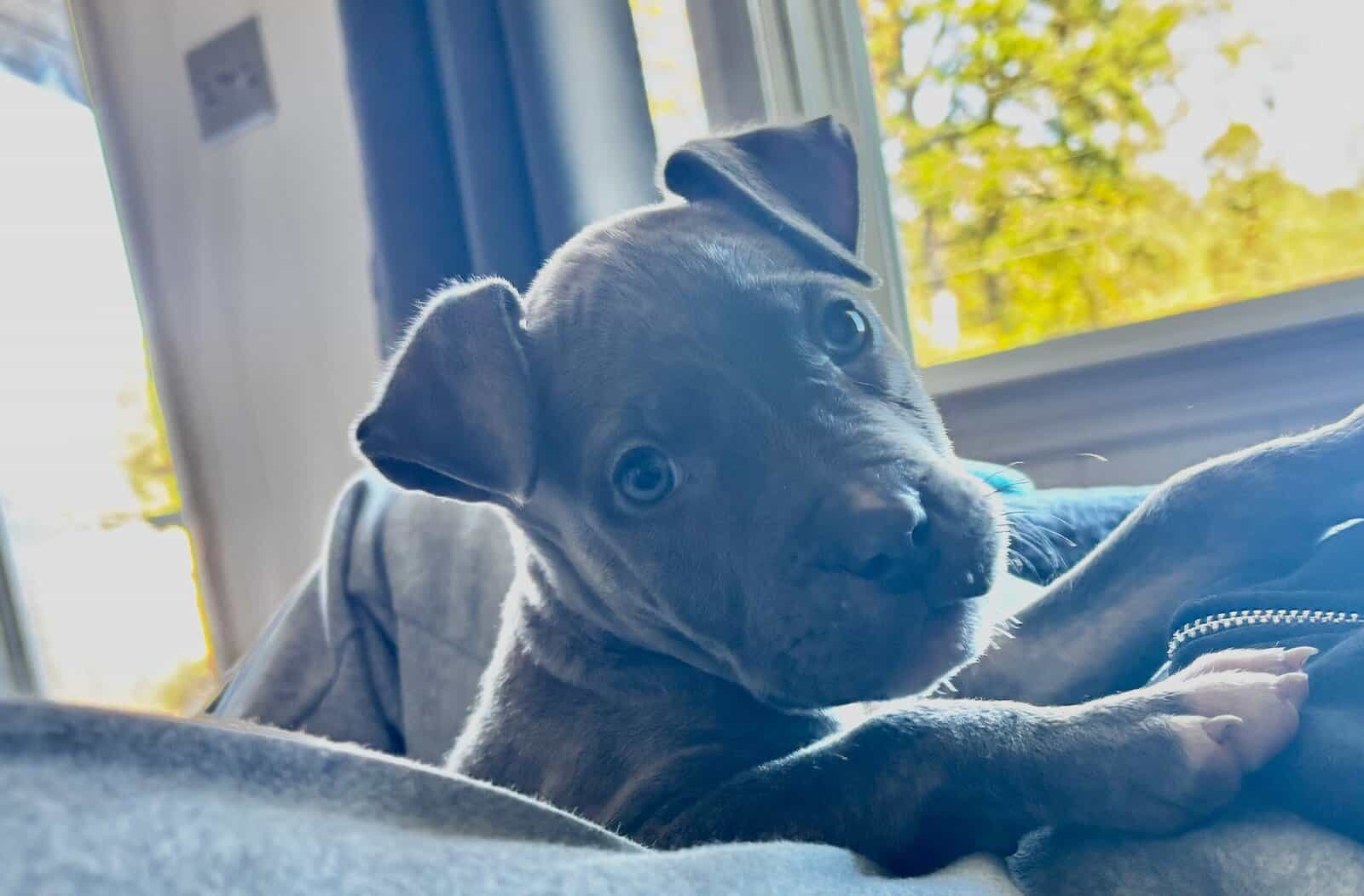 Female pitbull image 1